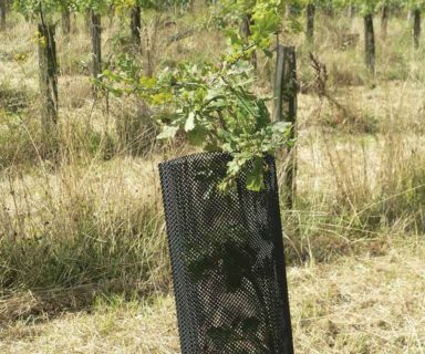 Climatic agroforest