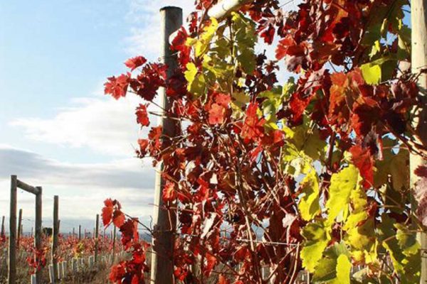 Emparrado en Haro (La Rioja)