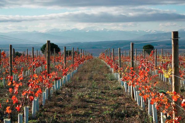 Protección de planta y emparrado en Haro (La Rioja)