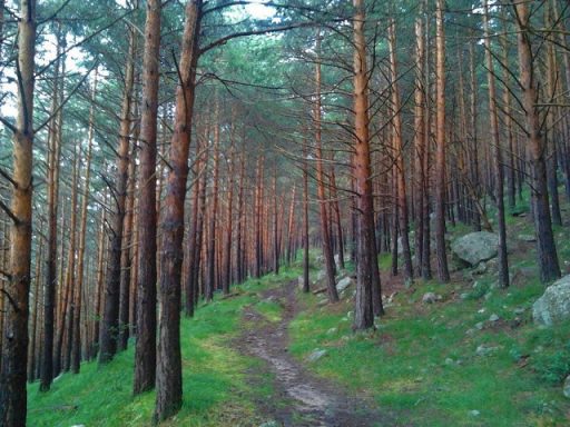 Especies de Pino (Pinus)