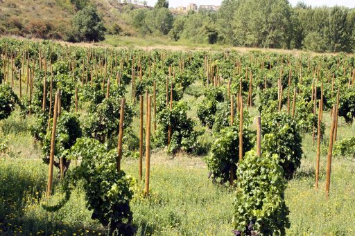 Proyecto de entutorado en viñedo singular de Bodegas Betolaza